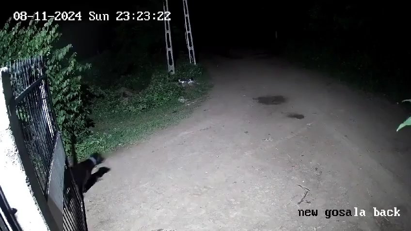 Ein Hundepaar gegen zwei Löwen, die Jungen siegen und verscheuchen sie: Video