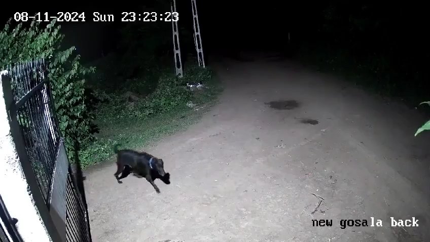 Ein Hundepaar gegen zwei Löwen, die Jungen siegen und verscheuchen sie: Video