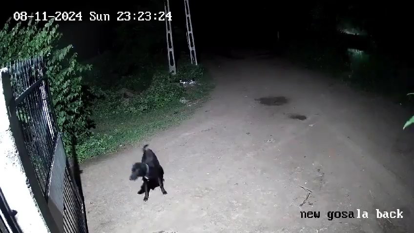 Ein Hundepaar gegen zwei Löwen, die Jungen siegen und verscheuchen sie: Video