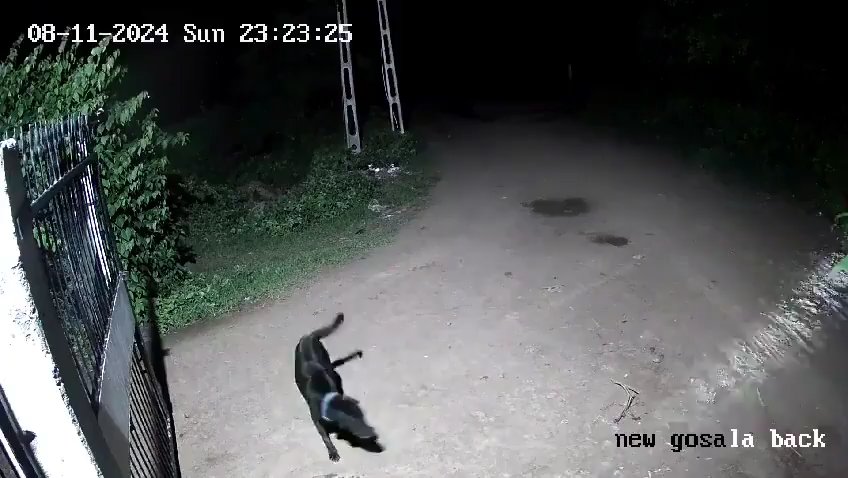 Ein Hundepaar gegen zwei Löwen, die Jungen siegen und verscheuchen sie: Video