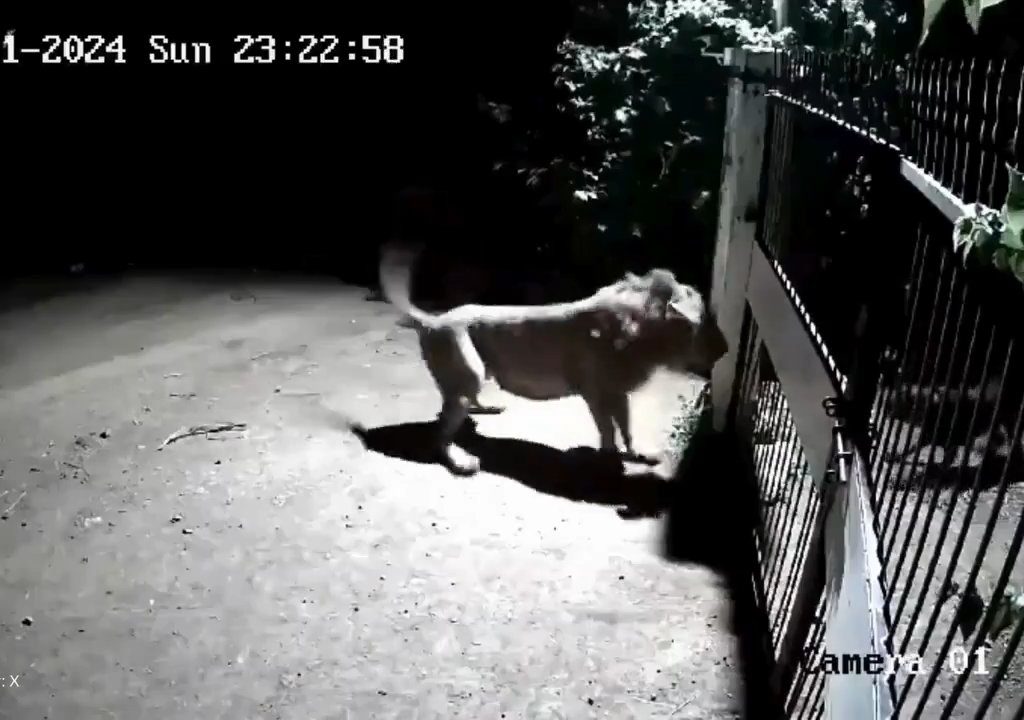 Paire de chiens contre deux lions, les lionceaux gagnent et les font fuir : vidéo