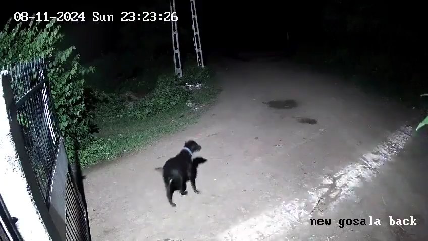 Ein Hundepaar gegen zwei Löwen, die Jungen siegen und verscheuchen sie: Video