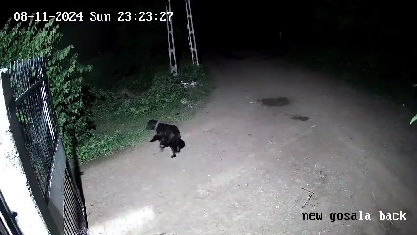 Ein Hundepaar gegen zwei Löwen, die Jungen siegen und verscheuchen sie: Video