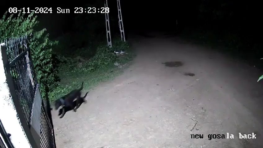 Ein Hundepaar gegen zwei Löwen, die Jungen siegen und verscheuchen sie: Video