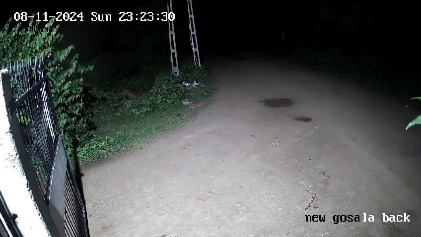 Ein Hundepaar gegen zwei Löwen, die Jungen siegen und verscheuchen sie: Video