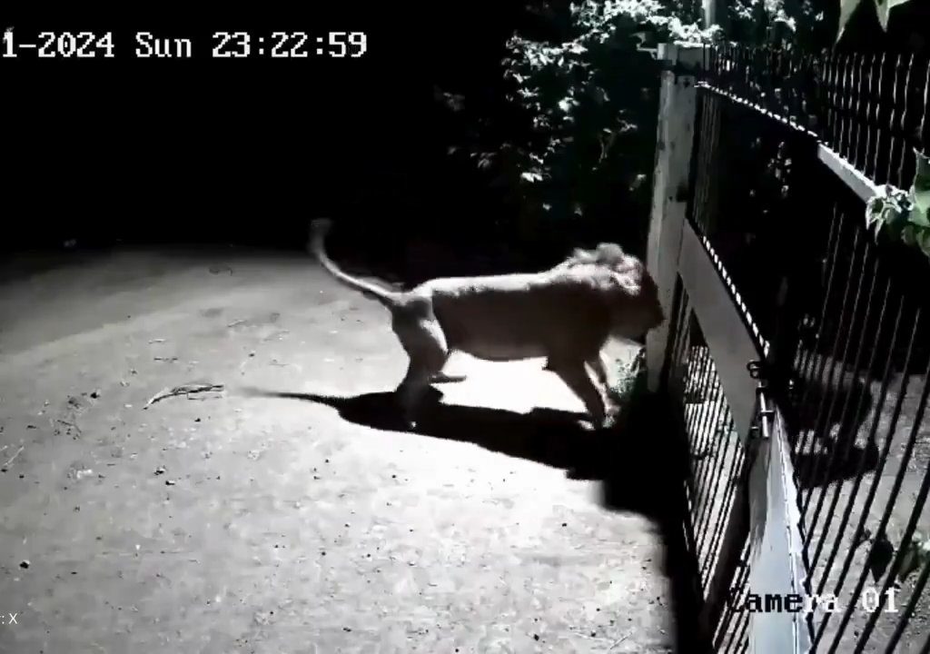 Paire de chiens contre deux lions, les lionceaux gagnent et les font fuir : vidéo