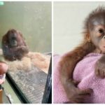 La décision désespérée d'un zoo demande à une mère d'apprendre à un orang-outan à allaiter