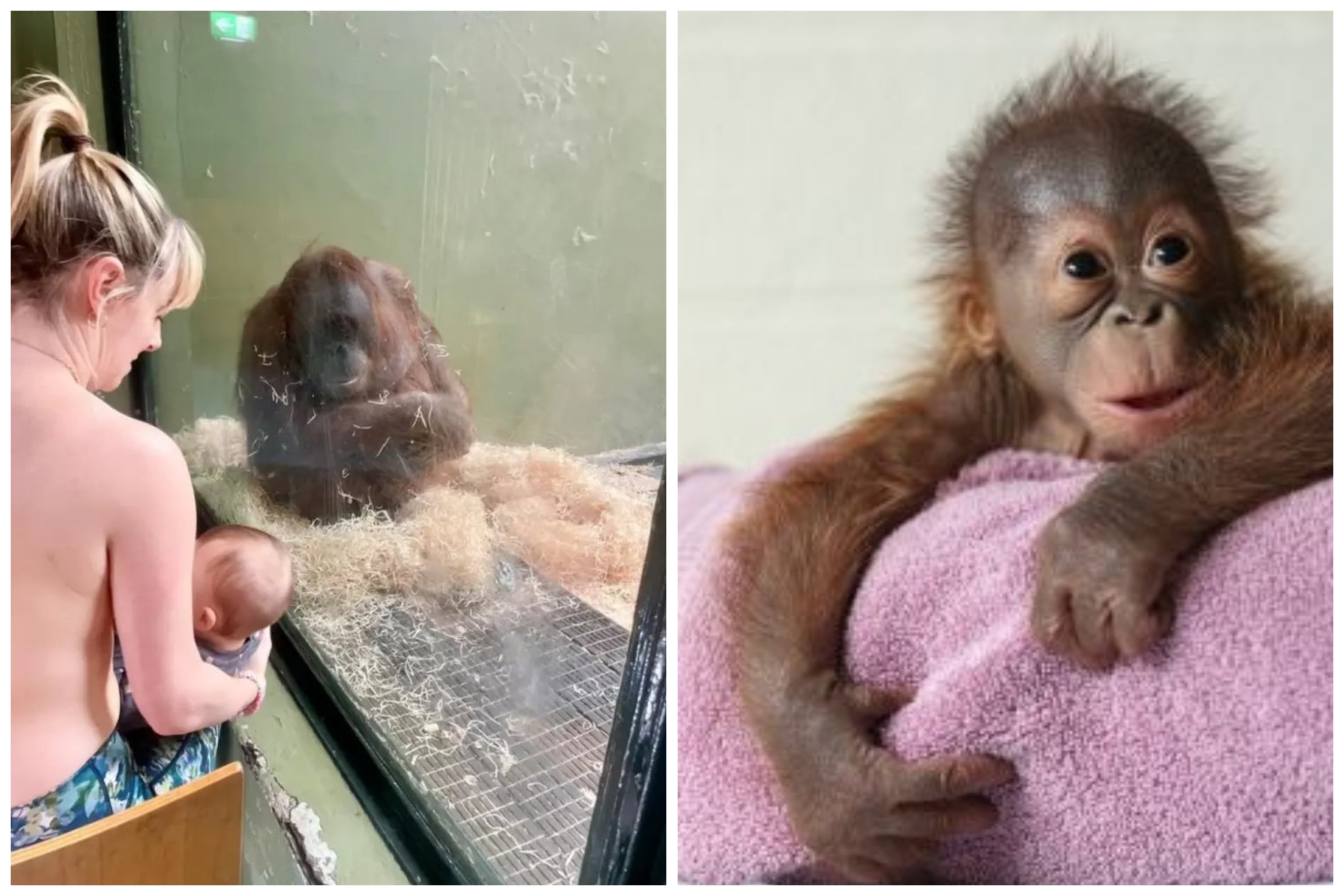 Disperata mossa di uno zoo, chiede a una…