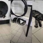 Un chat errant survit à un cycle de séchage : il s'était endormi dans le panier