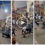 Toro loco cornea al público y el héroe le da una patada en el trasero: vídeo