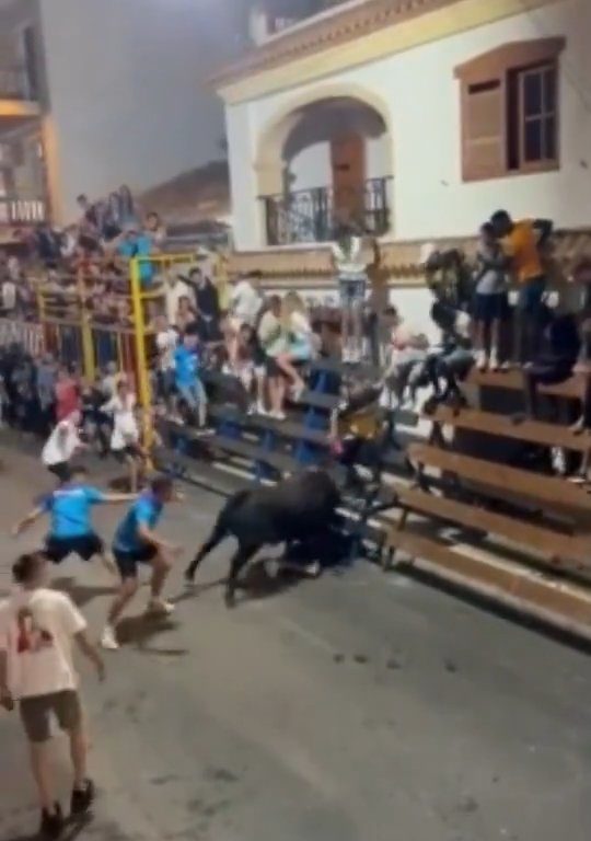 Toro impazzito incorna pubblico, eroe lo prende a calci nel didietro: video