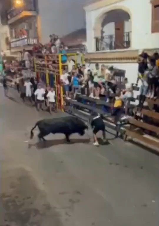 Toro impazzito incorna pubblico, eroe lo prende a calci nel didietro: video