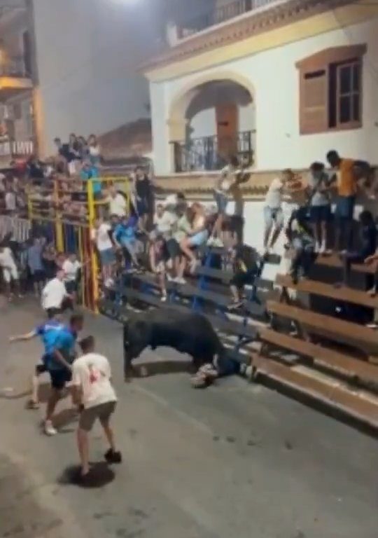 Toro impazzito incorna pubblico, eroe lo prende a calci nel didietro: video