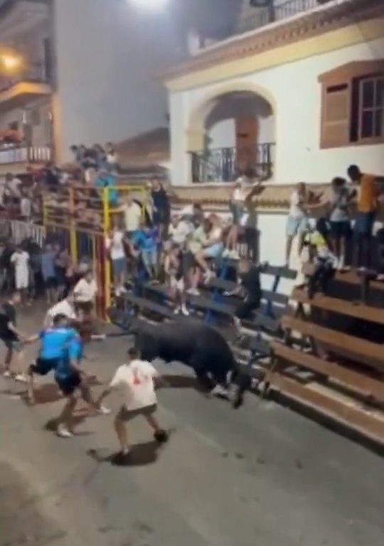 Toro impazzito incorna pubblico, eroe lo prende a calci nel didietro: video