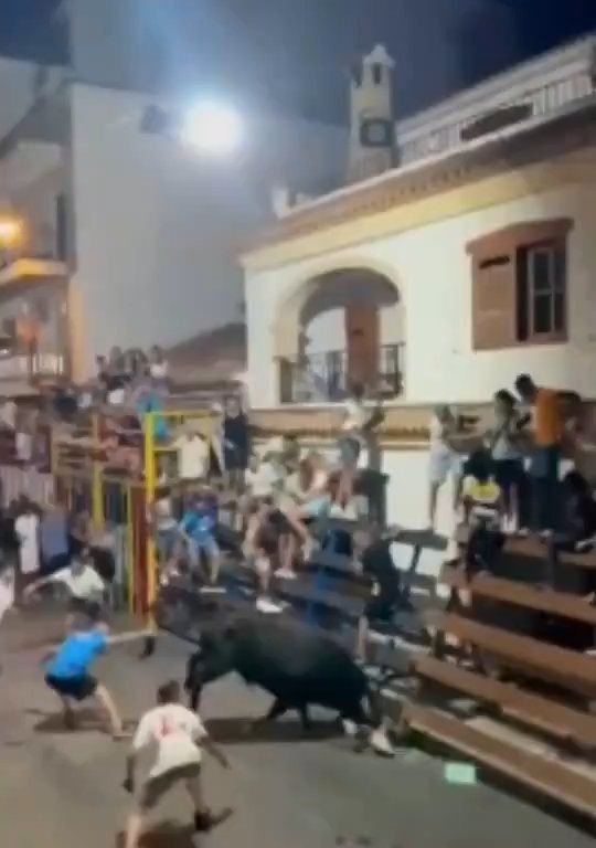 Toro impazzito incorna pubblico, eroe lo prende a calci nel didietro: video