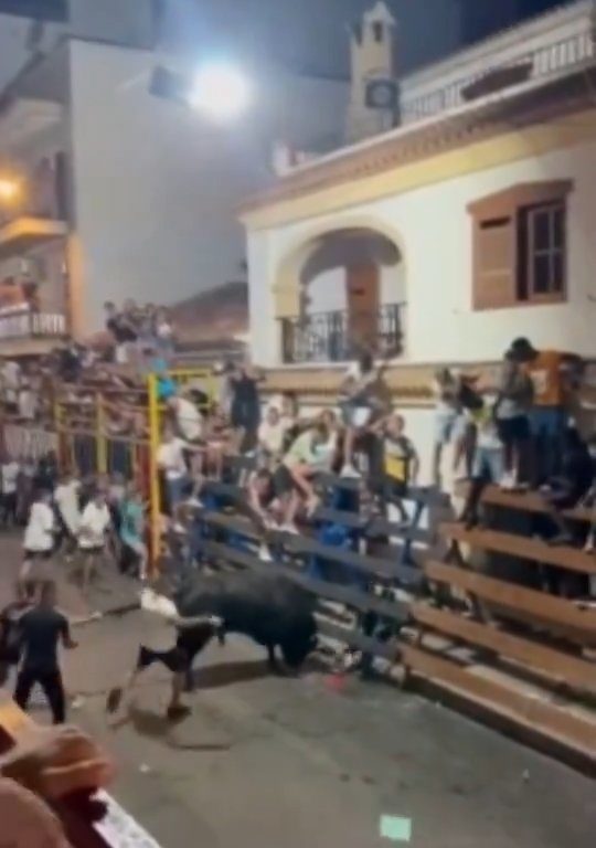 Toro impazzito incorna pubblico, eroe lo prende a calci nel didietro: video