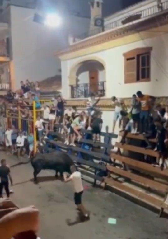 Toro impazzito incorna pubblico, eroe lo prende a calci nel didietro: video