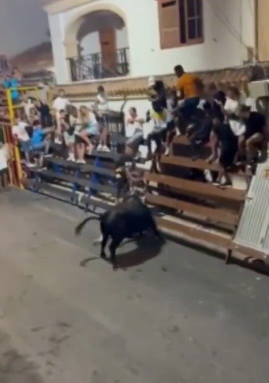 Toro impazzito incorna pubblico, eroe lo prende a calci nel didietro: video