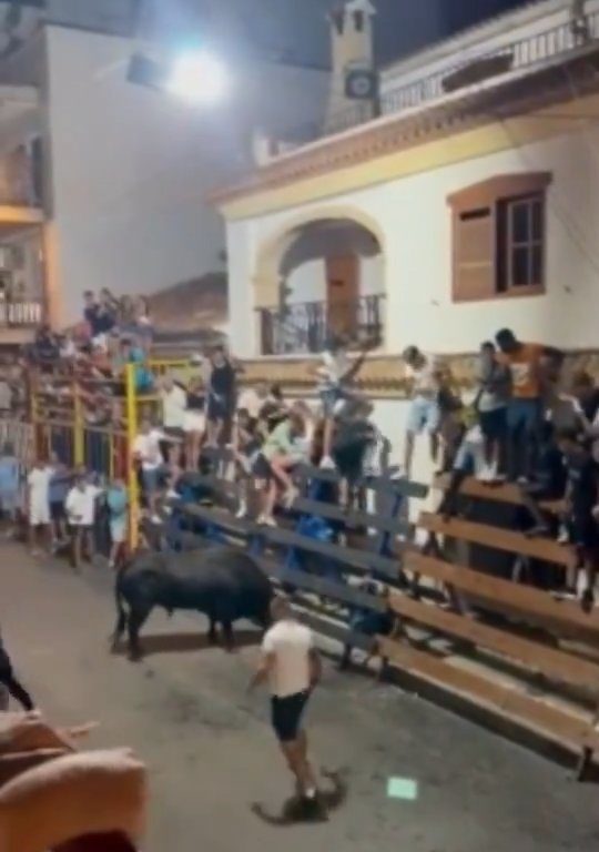 Toro impazzito incorna pubblico, eroe lo prende a calci nel didietro: video