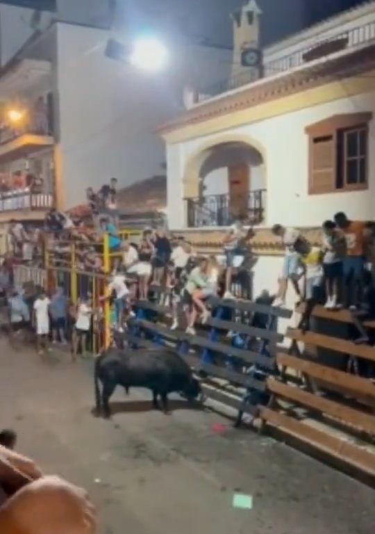 Toro impazzito incorna pubblico, eroe lo prende a calci nel didietro: video