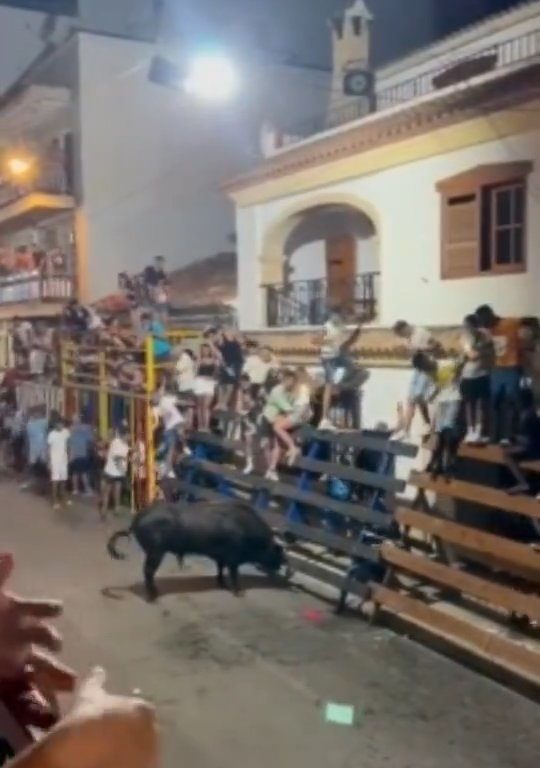 Toro impazzito incorna pubblico, eroe lo prende a calci nel didietro: video