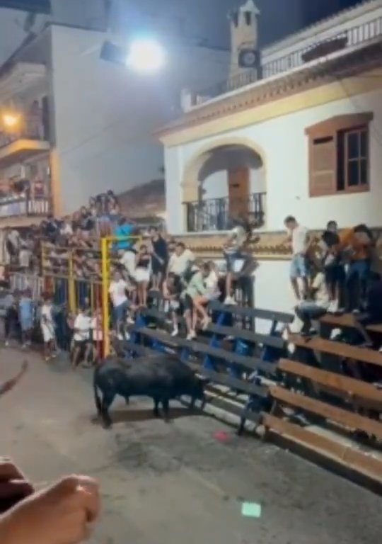 Toro impazzito incorna pubblico, eroe lo prende a calci nel didietro: video