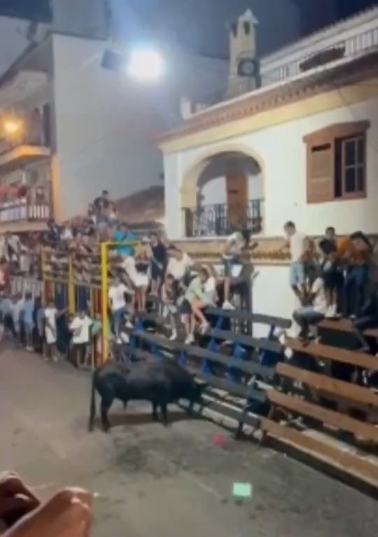 Toro impazzito incorna pubblico, eroe lo prende a calci nel didietro: video