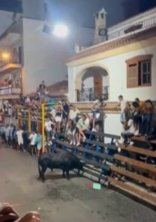 Toro impazzito incorna pubblico, eroe lo prende a calci nel didietro: video