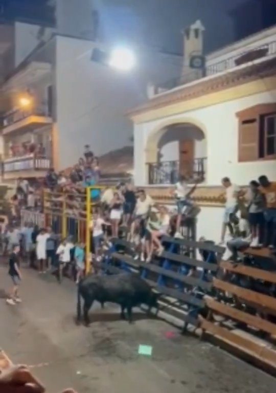 Toro impazzito incorna pubblico, eroe lo prende a calci nel didietro: video