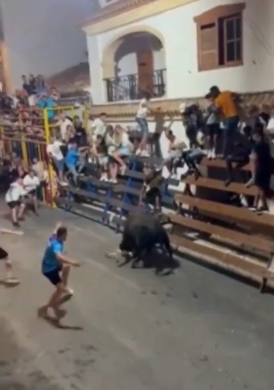 Toro impazzito incorna pubblico, eroe lo prende a calci nel didietro: video