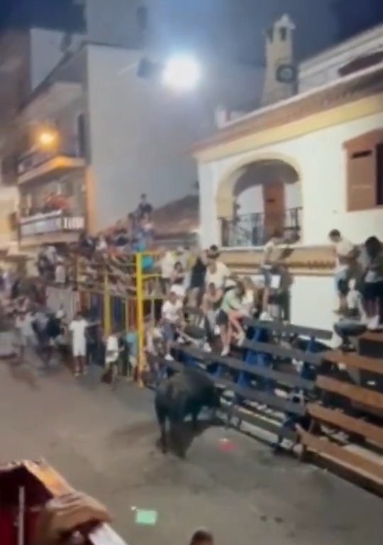 Toro impazzito incorna pubblico, eroe lo prende a calci nel didietro: video