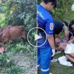 Un touriste russe tente de violer une vache mais est encorné et arrêté