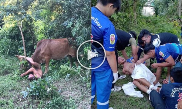 Turista rusa intenta violar a una vaca pero es corneada y arrestada