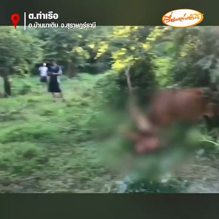 Un touriste russe tente de violer une vache mais est encorné et arrêté