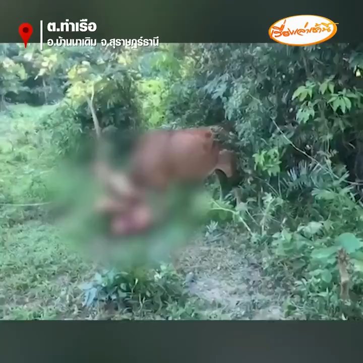 Un touriste russe tente de violer une vache mais est encorné et arrêté