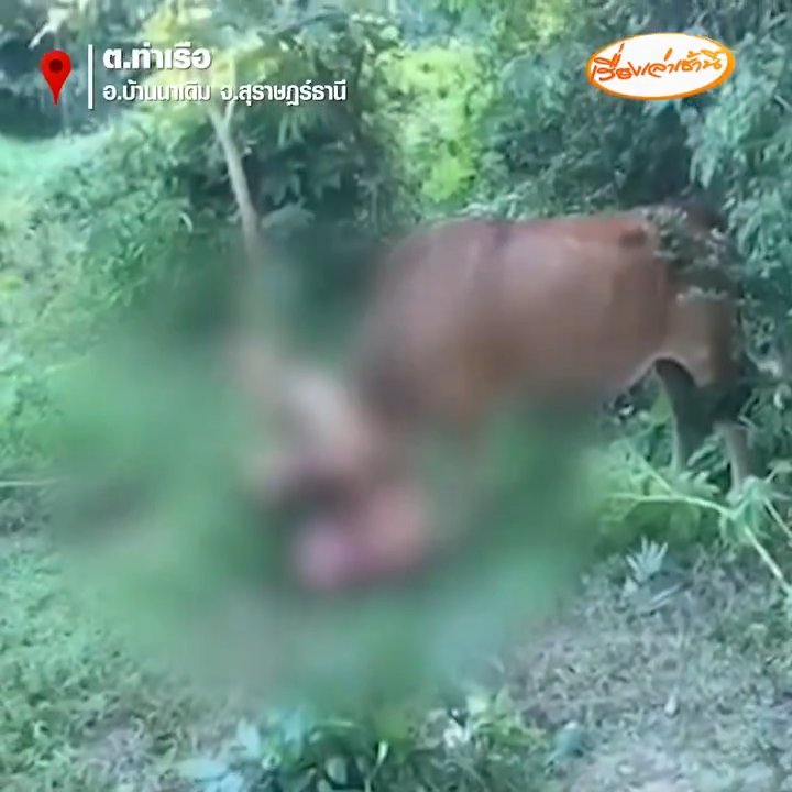 Un touriste russe tente de violer une vache mais est encorné et arrêté