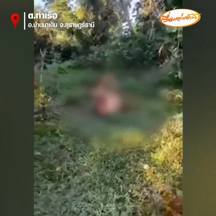 Turista rusa intenta violar a una vaca pero es corneada y arrestada