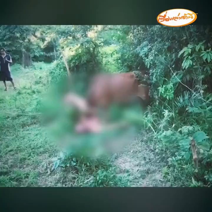 Turista rusa intenta violar a una vaca pero es corneada y arrestada