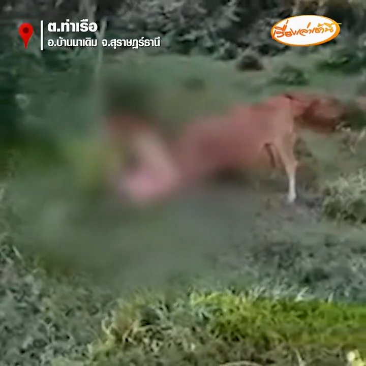 Un touriste russe tente de violer une vache mais est encorné et arrêté