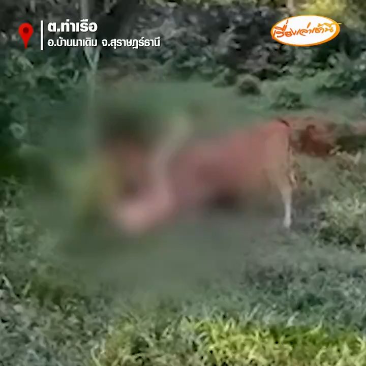 Un touriste russe tente de violer une vache mais est encorné et arrêté