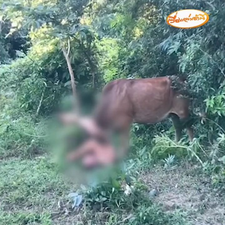 Turista rusa intenta violar a una vaca pero es corneada y arrestada