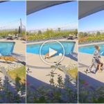 Coyote fängt Tommy Lees Hund, seine Frau verfolgt ihn und rettet ihn