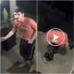 Il fait caca et pisse sur le paillasson d'une maison, la police se lance à la chasse au "cochon"