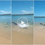 Tiburones contra cocodrilos, batalla épica filmada por un pescador: video viral