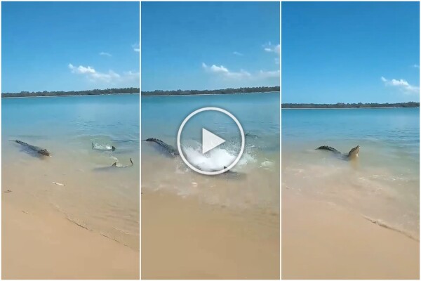 Squali contro coccodrillo, epica battaglia ripresa da pescatore: video virale