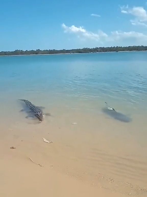 Tiburones contra cocodrilos, batalla épica filmada por un pescador: video viral