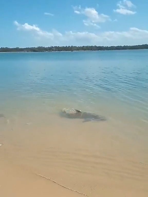 Tiburones contra cocodrilos, batalla épica filmada por un pescador: video viral