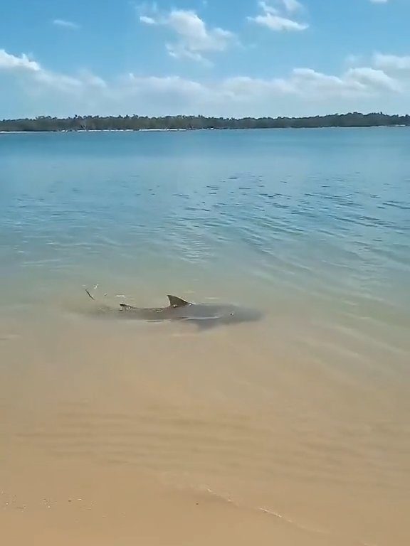 Tiburones contra cocodrilos, batalla épica filmada por un pescador: video viral