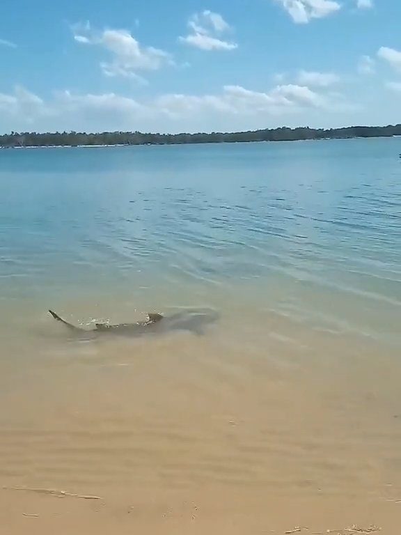 Tiburones contra cocodrilos, batalla épica filmada por un pescador: video viral