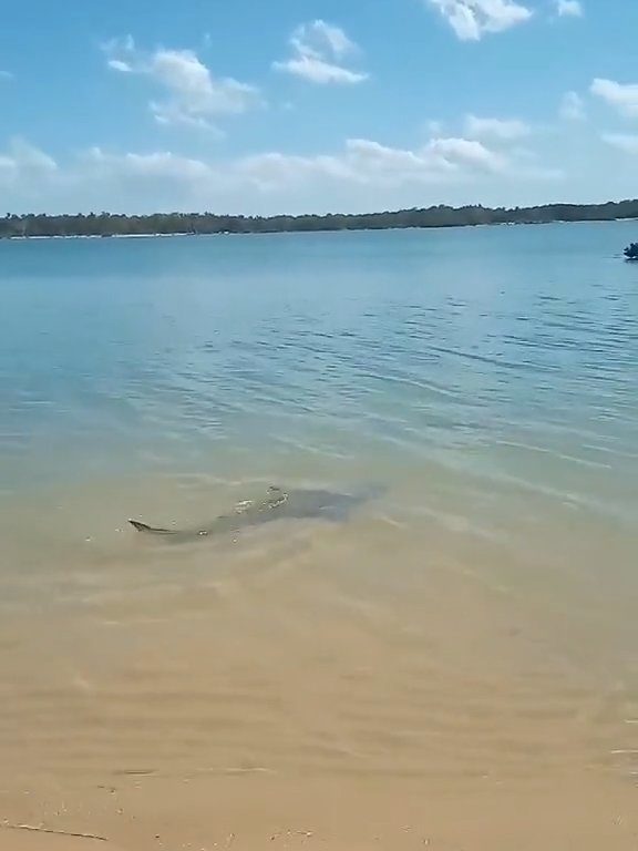 Tiburones contra cocodrilos, batalla épica filmada por un pescador: video viral